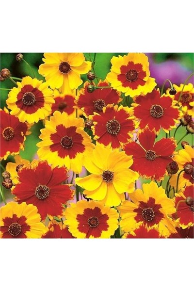 100 Adet Kız Gözü (Coreopsis Tinctoria) Çiçek Tohumu