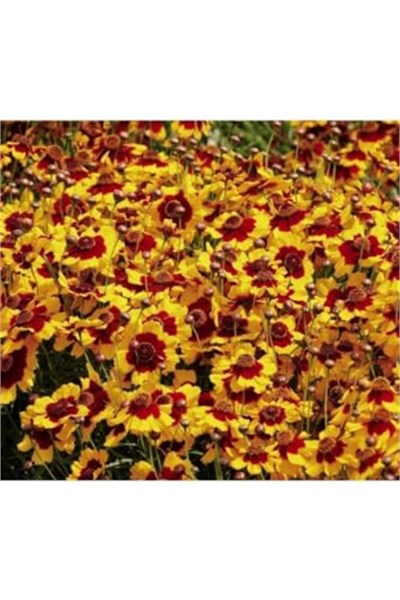 100 Adet Kız Gözü (Coreopsis Tinctoria) Çiçek Tohumu