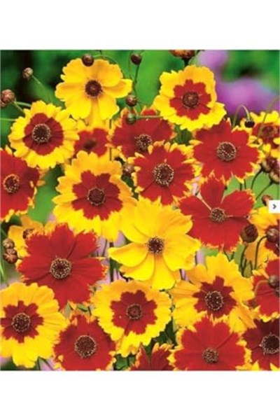 100 Adet Kız Gözü (Coreopsis Tinctoria) Çiçek Tohumu