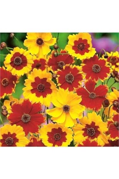 100 Adet Kız Gözü (Coreopsis Tinctoria) Çiçek Tohumu