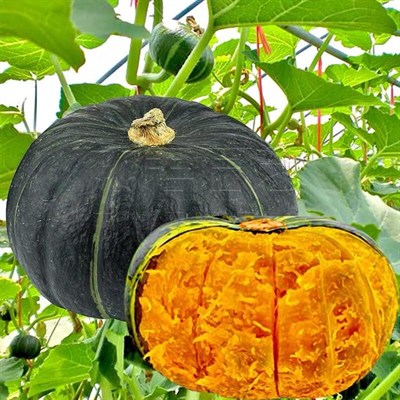 5 Adet Sweet Japanese Bal Kabağı Tohumu
