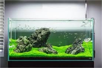 AquaClear 50 Güç Filtresi, 20 ila 50 Galon Akvaryumlar için Balık Tankı Filtresi (Ambalaj değişebilir)