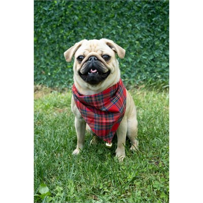 Beige & Stone Yılbaşı Temalı Köpek Fuları