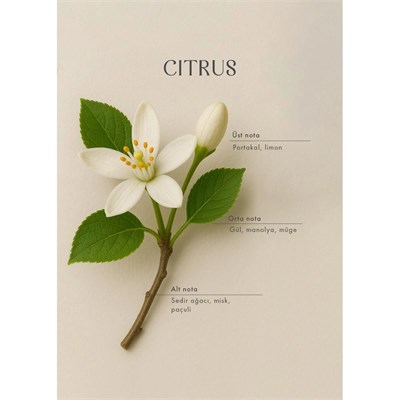 Bella Maison Citrus Ahşap Fitilli Soy Wax Mum Antrasit
