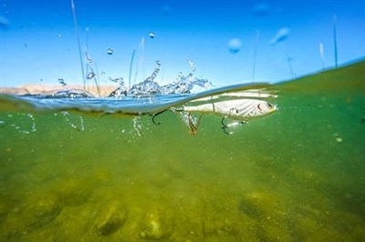 Berkley Crankbait Sert Balıkçılık Yemleri