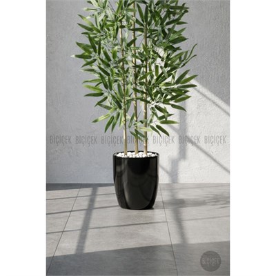 Biçiçek 110 Cm Bambu Ağacı Yakut Saksıda Siyah