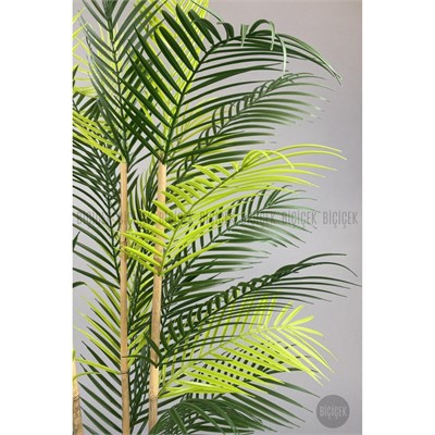 Biçiçek 125cm Areka Ağacı 24 Yapraklı Nergiz Saksıda 1