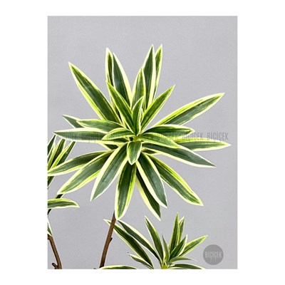 Biçiçek 160 Cm Dragon Bitkisi Yapay Dracaena Küre Saksıda Gri1
