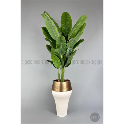 Biçiçek 220cm Starliçe Bitkisi Cleopatra Saksıda Krem Gold