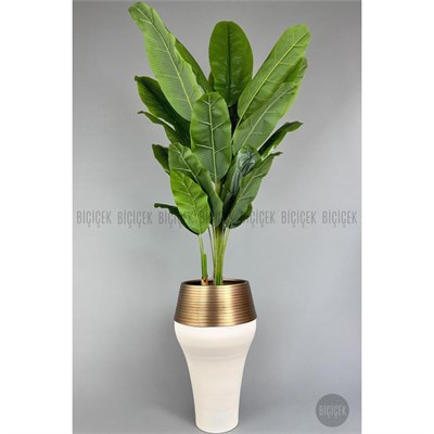 Biçiçek 220cm Starliçe Bitkisi Cleopatra Saksıda Krem Gold