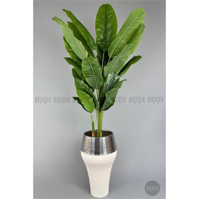 Biçiçek 220cm Starliçe Bitkisi Cleopatra Saksıda Krem Gümüş