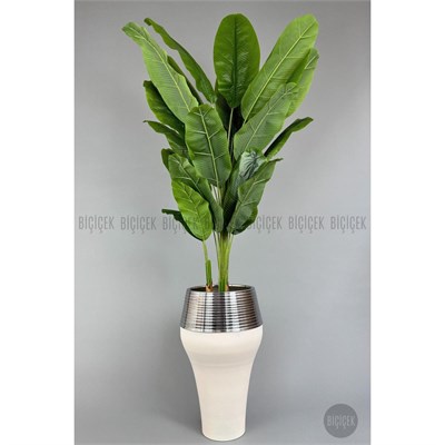 Biçiçek 220cm Starliçe Bitkisi Cleopatra Saksıda Krem Gümüş