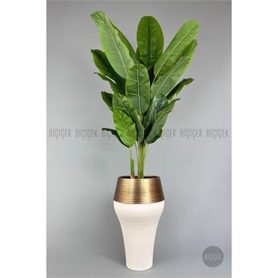 Biçiçek 220cm Starliçe Bitkisi Cleopatra Saksıda Krem Gold