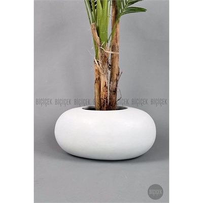 Biçiçek Areka Ağacı 220-240 Cm Beyazfiber2