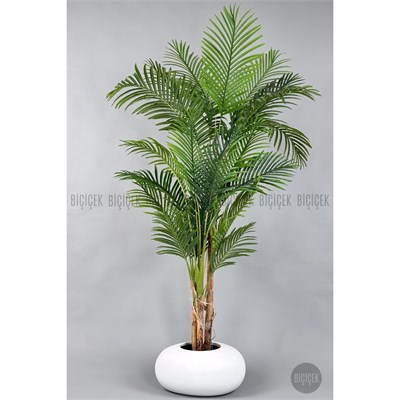 Biçiçek Areka Ağacı 220-240 Cm Beyazfiber2