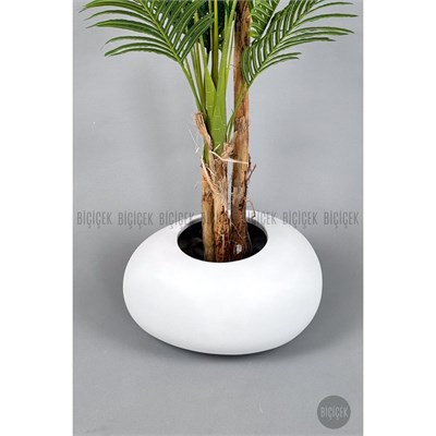 Biçiçek Areka Ağacı 220-240 Cm Beyazfiber2