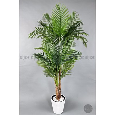 Biçiçek Areka Ağacı 220-240 Cm Beyazluna