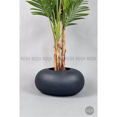 Biçiçek Areka Ağacı 220-240 Cm Grifiber2