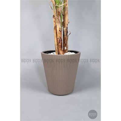 Biçiçek Areka Ağacı 220-240 Cm Kahverengiluna
