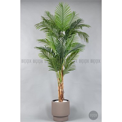 Biçiçek Areka Ağacı 220-240 Cm Kahverengigala