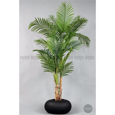 Biçiçek Areka Ağacı 220-240 Cm Siyahfiber2