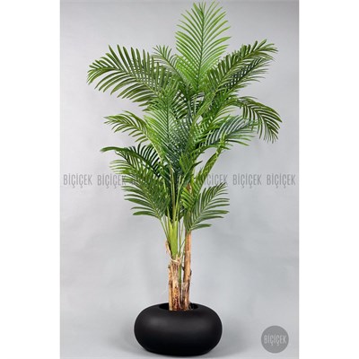 Biçiçek Areka Ağacı 220-240 Cm Siyahfiber2