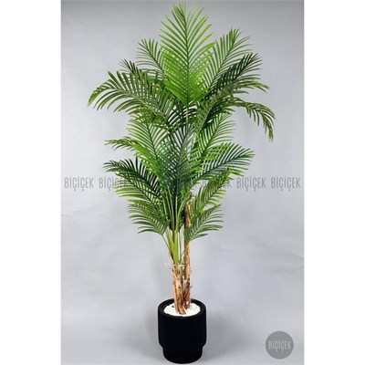 Biçiçek Areka Ağacı 220-240 Cm Siyahgala