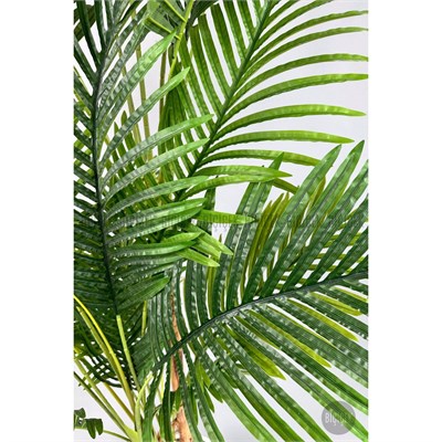 Biçiçek Areka Ağacı 220-240 Cm Siyahgala