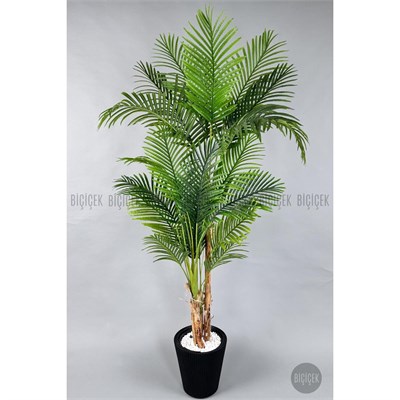 Biçiçek Areka Ağacı 220-240 Cm Siyahluna