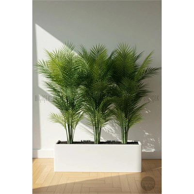 Biçiçek Areka Ağaci 24 Yaprakli 120-130 Cm Çok Renkli