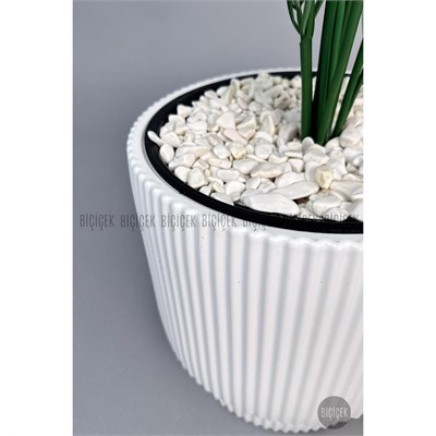 Biçiçek Areka Ağaci 24 Yaprakli 120-130 Cm Beyaz