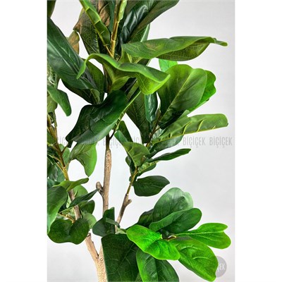 Biçiçek Keman Yapraklı Kauçuk Bitkisi Fiddle Lyrata Gala Saksı 175-200 Cm Kahverengi