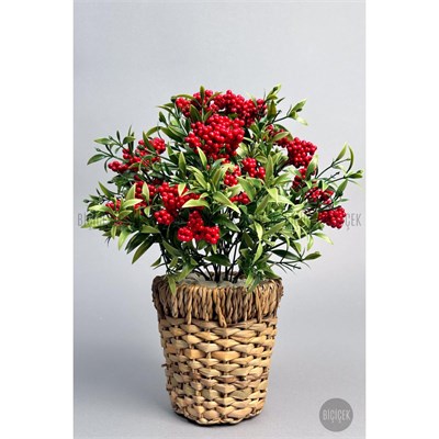 Biçiçek Koki̇na Bi̇tki̇si̇ 40 Cm Hasir Saksida Bol Meyveli̇ Yilbaşi Bi̇tki̇si̇