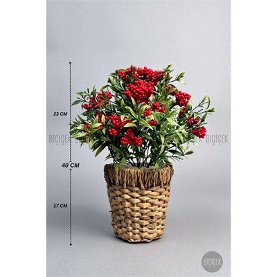 Biçiçek Koki̇na Bi̇tki̇si̇ 40 Cm Hasir Saksida Bol Meyveli̇ Yilbaşi Bi̇tki̇si̇