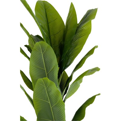 Biçiçek Muz Ağacı 200cm Krem Gümüş Metal Saksıda