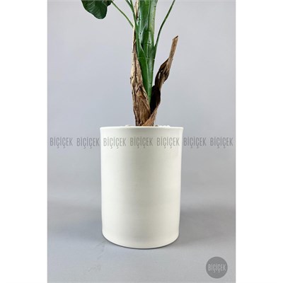 Biçiçek Muz Ağacı Tek Gövde 125-175 Cm Krem