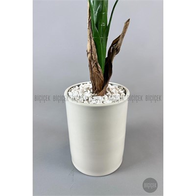 Biçiçek Muz Ağacı Tek Gövde 125-175 Cm Krem