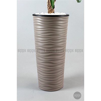 Biçiçek Muz Ağacı Tek Gövde 125-175 Cm Kahverengi