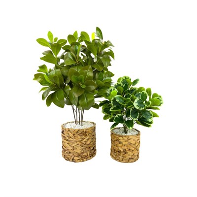 Biçiçek Şans Bitkisi 70ve50cm Hasır Saksıda