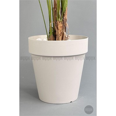 Biçiçek Yapay Areka Ağacı Büyük Boy Palmiye Ağacı 4 Bambu Gövdeli 220cm Kırıkbeyaz Renk Yalı Saksıda