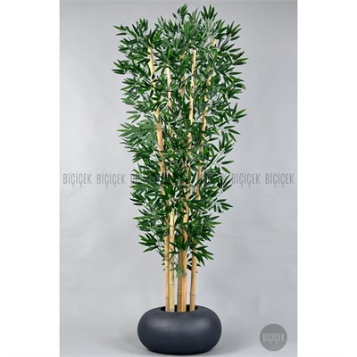 Biçiçek Zen Bambu Ağacı 220-240 Cm Fiber Saksıda Grifiber1