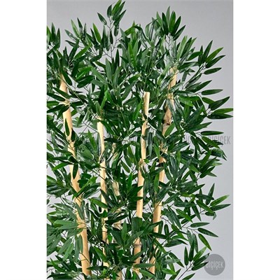 Biçiçek Zen Bambu Ağacı 220-240 Cm Fiber Saksıda Beyazfiber1