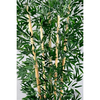 Biçiçek Zen Bambu Ağacı 220-240 Cm Fiber Saksıda Grifiber2