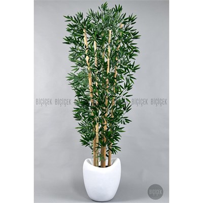 Biçiçek Zen Bambu Ağacı 220-240 Cm Fiber Saksıda Beyazfiber2