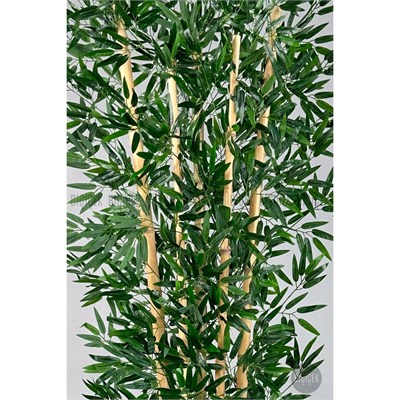 Biçiçek Zen Bambu Ağacı 220-240 Cm Fiber Saksıda Siyahfiber1