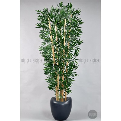 Biçiçek Zen Bambu Ağacı 220-240 Cm Fiber Saksıda Grifiber2