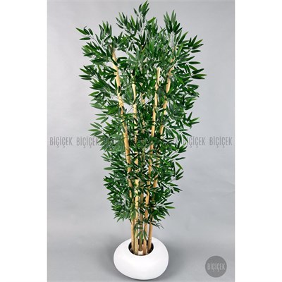 Biçiçek Zen Bambu Ağacı 220-240 Cm Fiber Saksıda Beyazfiber1