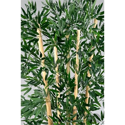 Biçiçek Zen Bambu Ağacı 220-240 Cm Fiber Saksıda Beyazfiber2