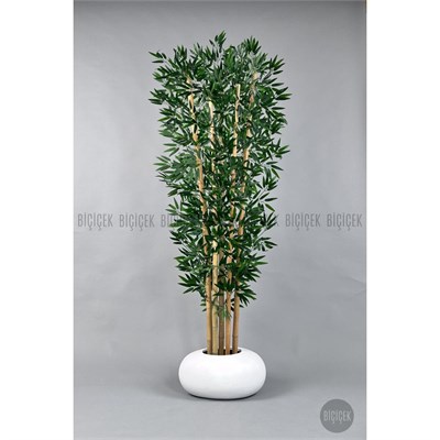 Biçiçek Zen Bambu Ağacı 220-240 Cm Fiber Saksıda Beyazfiber1