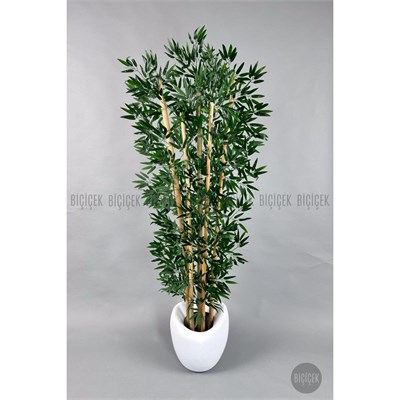 Biçiçek Zen Bambu Ağacı 220-240 Cm Fiber Saksıda Beyazfiber2